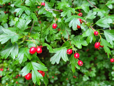 Weißdorn Crataegus monogyna